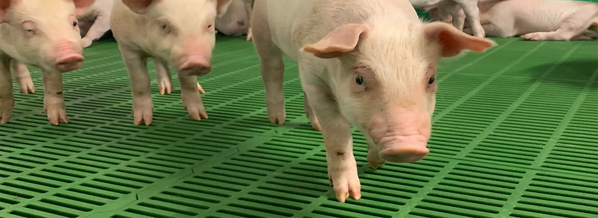 母猪位塑料地板应用
